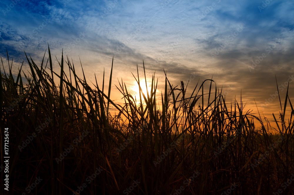 silhouette of rice plant and para grass with sunrise and clouds silhouette of rice plant and para grass with sunrise and clouds
