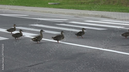 4K video footage of ducks on the road crosswalk, birds crossing the street