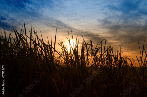 silhouette of rice plant and para grass with sunrise and clouds
