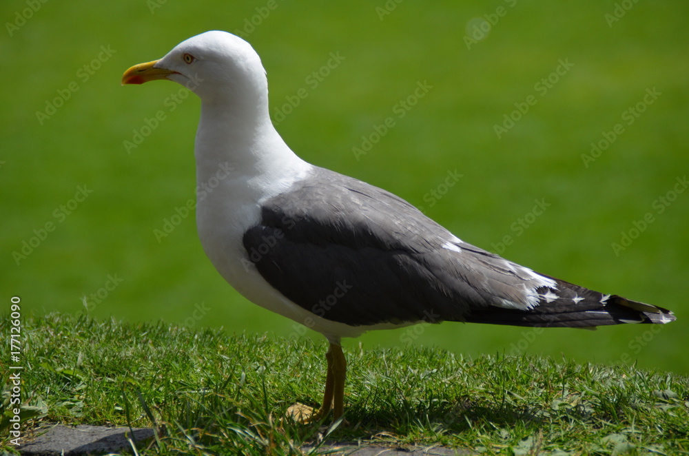 Seagull Seagull