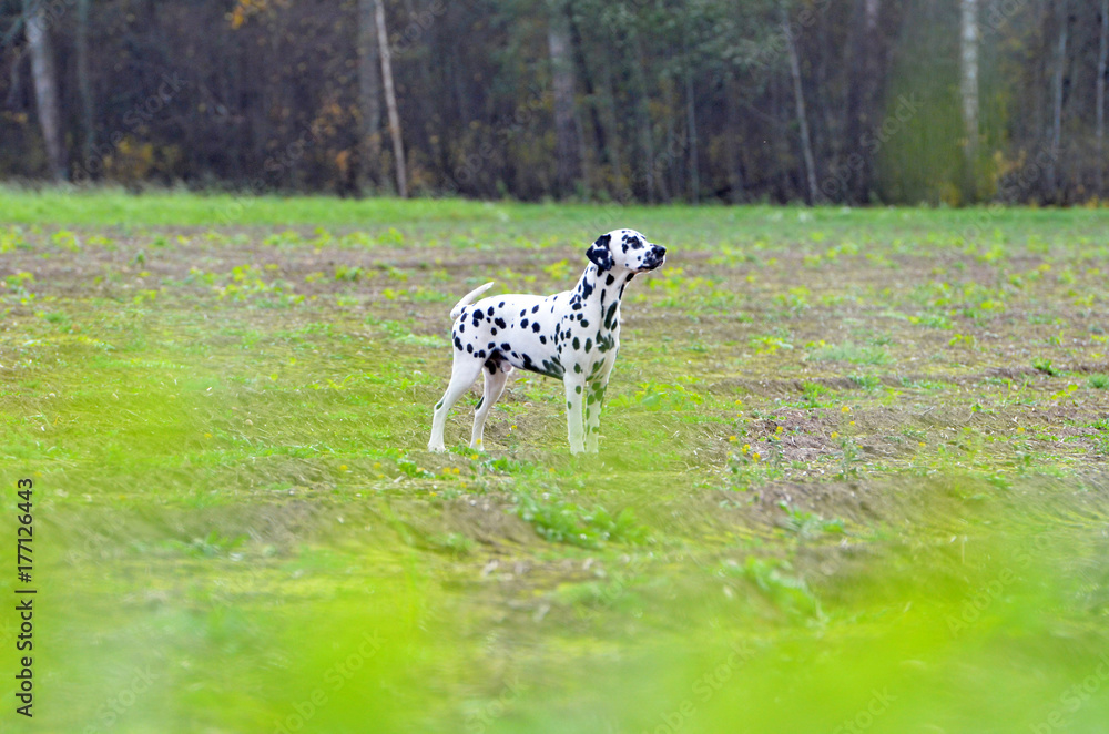 dalmatian at field dalmatian at field