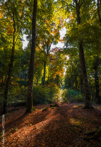 Fototapeta Naklejka Na Ścianę i Meble -  Soriano nel Cimino (Italy) - The autumn in the beechwood of Monte Cimino with foliage. This forest in the summit of Cimino mountain has become UNESCO World Heritage Site in 2017