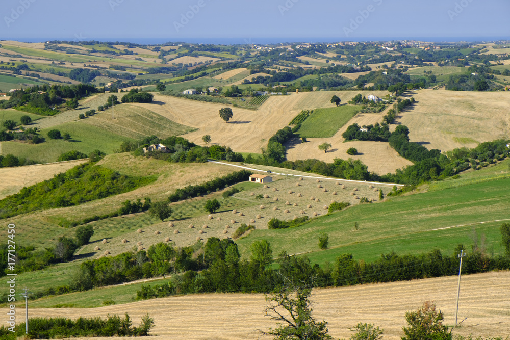 Summer landscape in Marches near Barchi