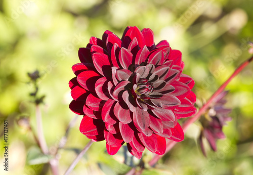 Fototapeta Naklejka Na Ścianę i Meble -  Dahlie