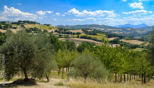 Bild auf Leinwand Summer landscape in Marches near Fossombrone