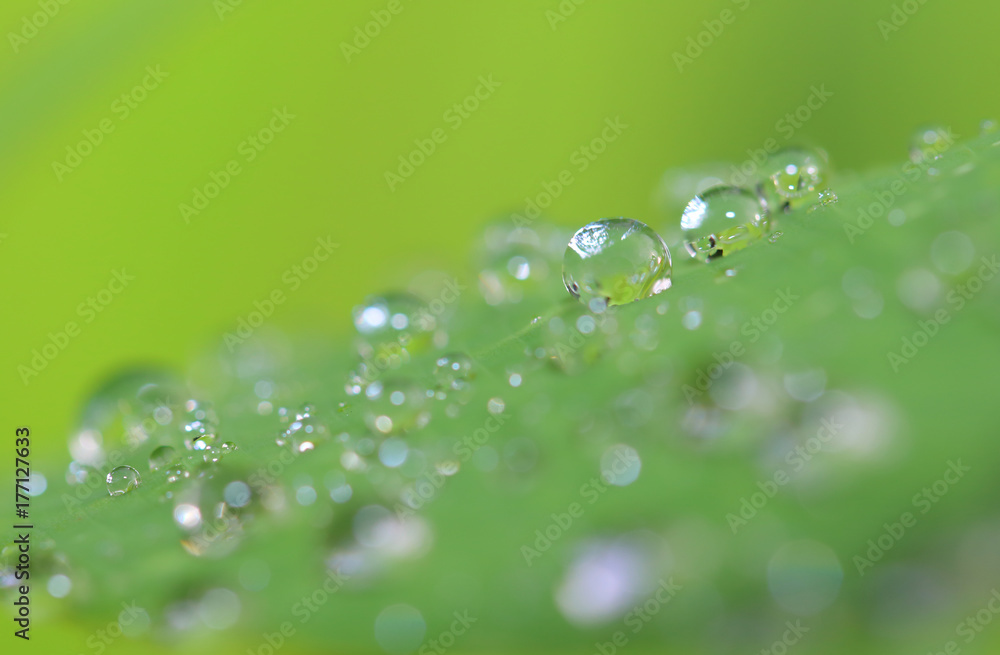 morning nature background with beautiful drop morning nature background with beautiful drop