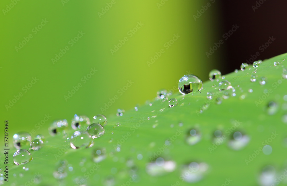 morning nature background with beautiful drop morning nature background with beautiful drop