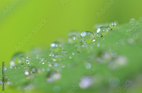 morning nature background with beautiful drop 