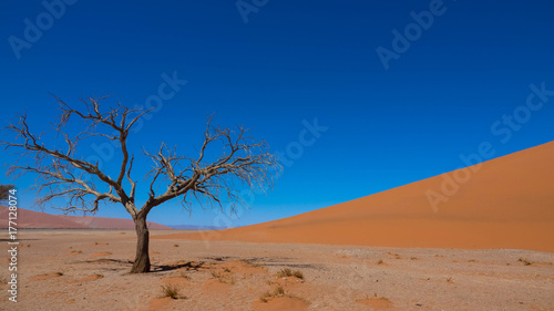 Vertrockneter Akazienbaum  Namib W  ste