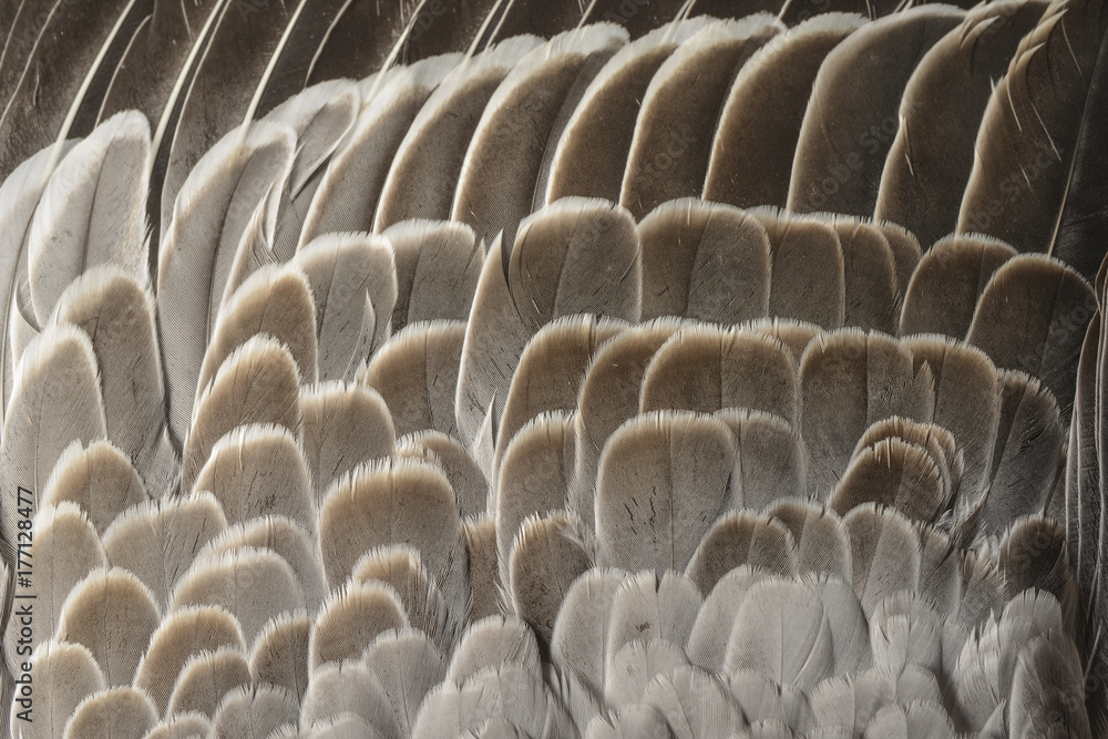 Obraz premium a feathers texture closeup in the detail