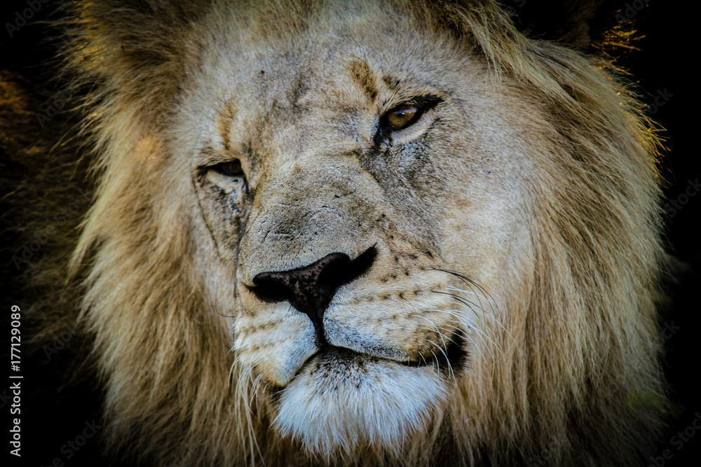 Obraz premium Lion