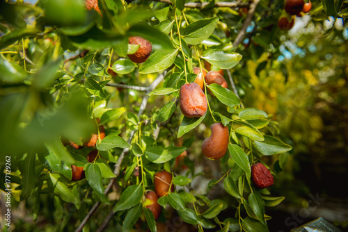 Chinese jujube, Ziziphus jujuba photo