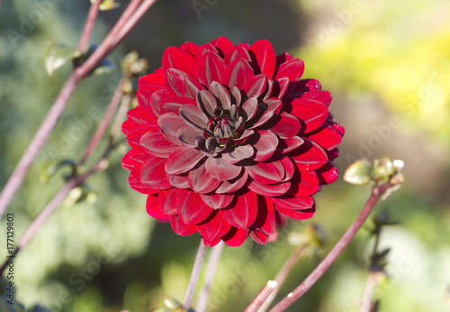 Fototapeta Naklejka Na Ścianę i Meble -  Dahlie