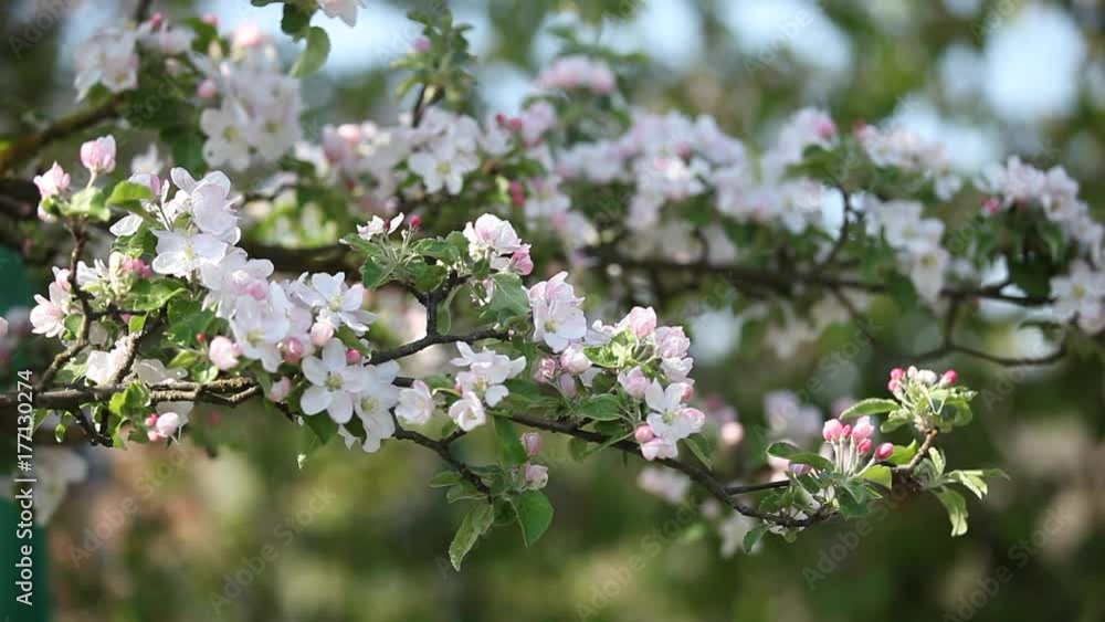 Apple tree blossom flowers in spring time. Apple tree blossom flowers in spring time.