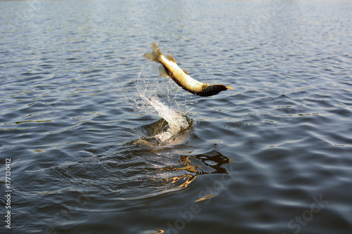 Summer fishing, pike fishing, spinning on the lake