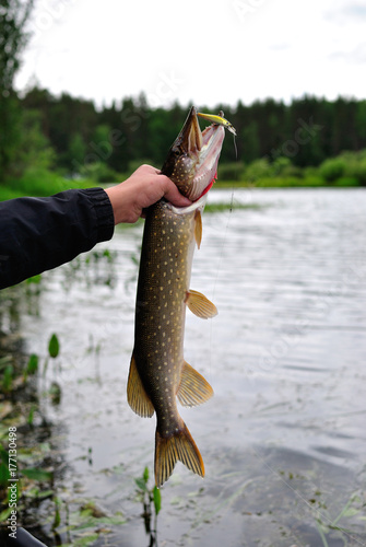Fototapeta Naklejka Na Ścianę i Meble -  Summer fishing, pike fishing, spinning on the lake