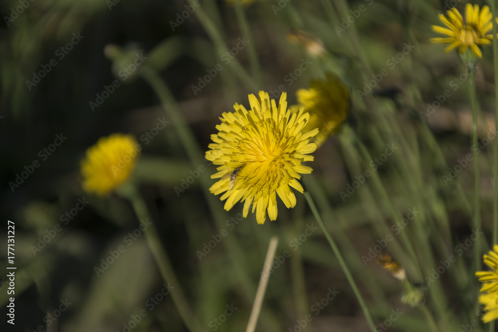 tarassaco con insetto (dente di leone)