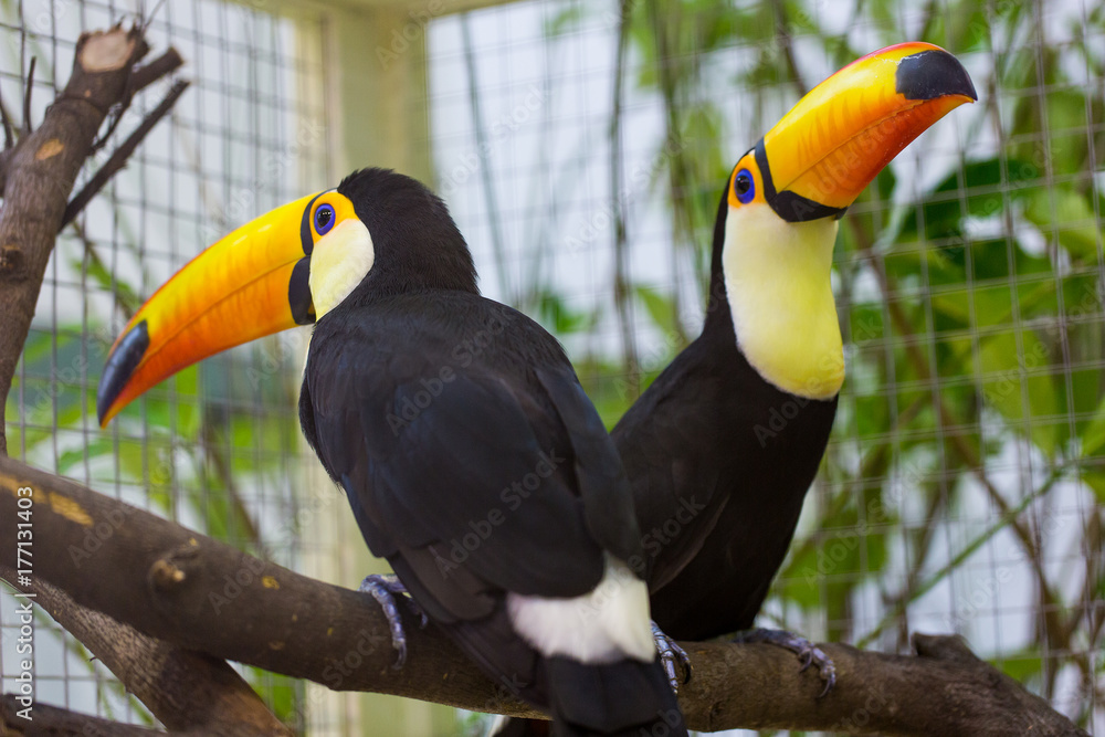 Obraz premium Toco Tucan is on the tree.