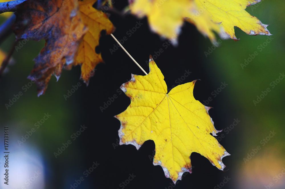 Golden maple leaves close-up on the dark background with colorful glares at the evening. Selective soft focus, bokeh Golden maple leaves close-up on the dark background with colorful glares at the evening. Selective soft focus, bokeh