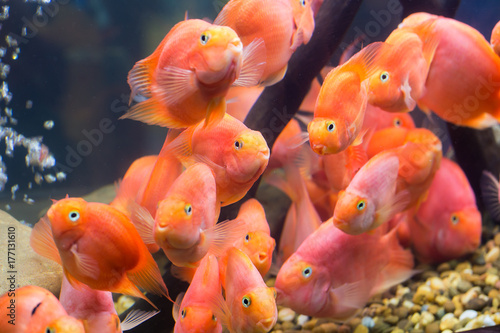 Group of red parrot cichlid