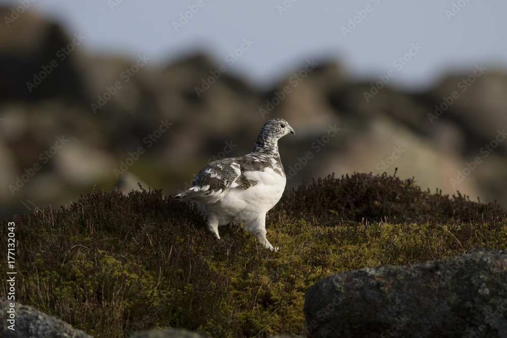 ptarmigan sitting, in flight on mountainside in Scotland. ptarmigan sitting, in flight on mountainside in Scotland.