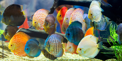 Photography Discus (Symphysodon), multi-colored cichlids in the aquarium