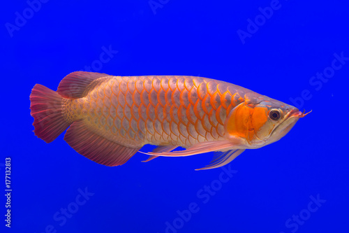Red Arowana the Asian dragon fish