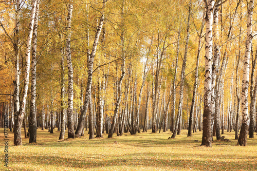 beautiful scene in yellow autumn birch forest in october with fallen yellow autumn leaves and dry herb