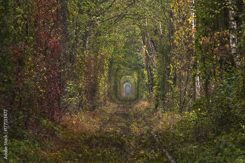 The real natural wonder - love tunnel created from trees along the railway in Ukraine, Klevan. Autumn in Ukraine