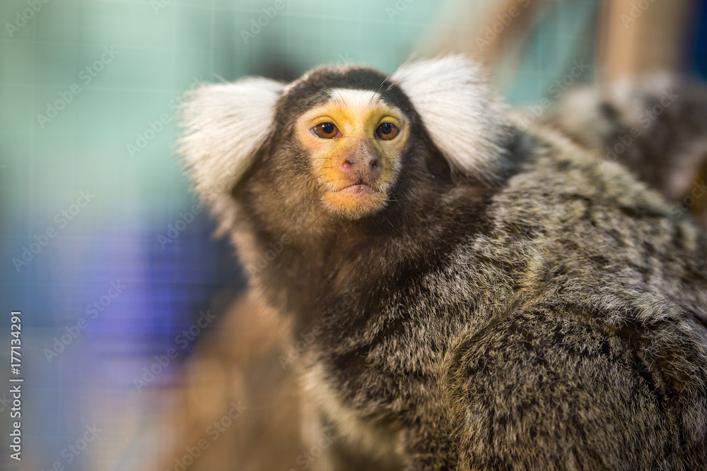 Common Marmoset. Common Marmoset.