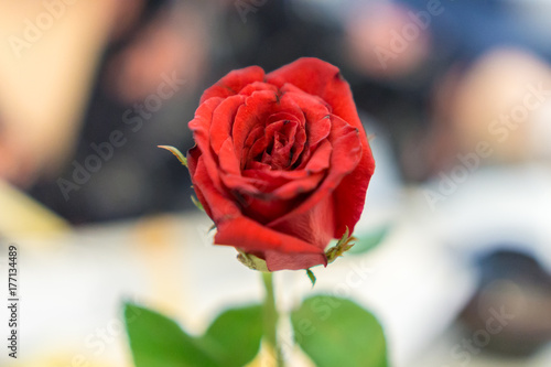 Red rose in a romantic restaurant.