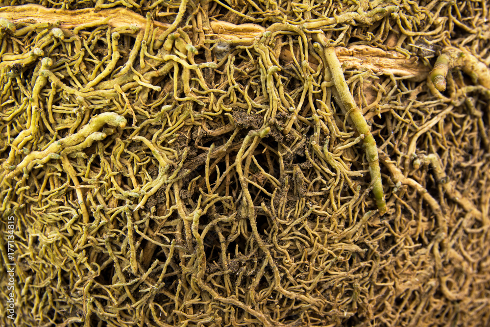 Fibrous root texture background Fibrous root texture background