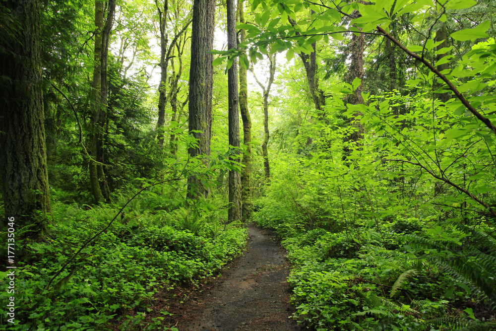 a picture of an Pacific Northwest forest trail a picture of an Pacific Northwest forest trail