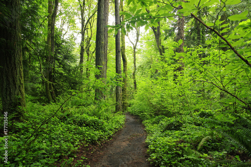 a picture of an Pacific Northwest forest trail