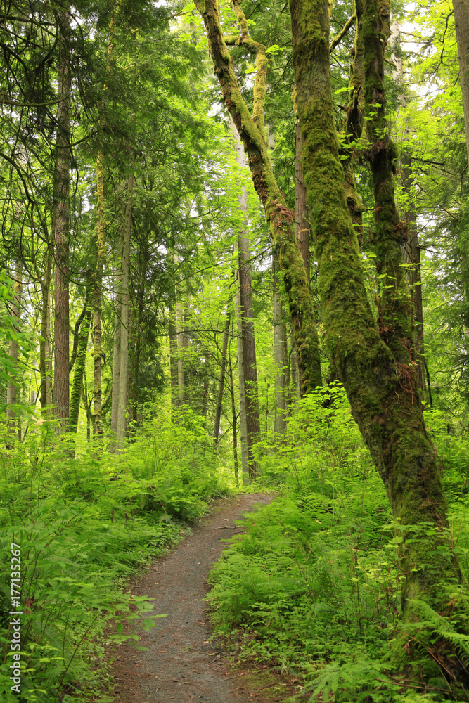 Fototapeta premium a picture of an Pacific Northwest forest trail
