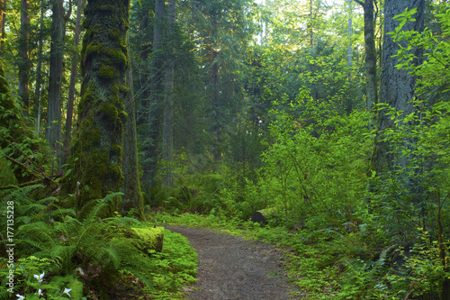 a picture of an Pacific Northwest forest trail