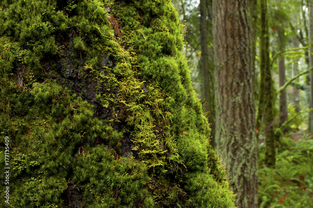 a picture of an pacific Northwest forest with a mossy old growth Big leaf maple tree a picture of an pacific Northwest forest with a mossy old growth Big leaf maple tree