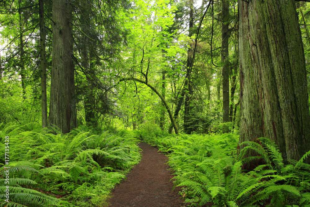 a picture of an Pacific Northwest forest trail a picture of an Pacific Northwest forest trail