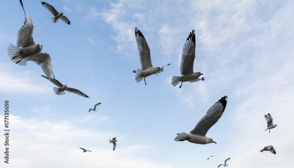 Obraz premium Flying Seagulls in sky