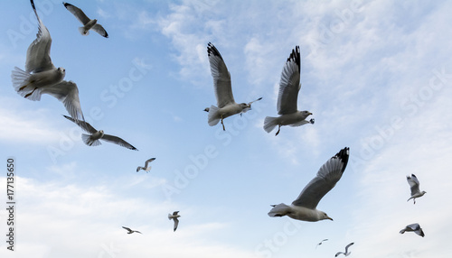 Flying Seagulls in sky
