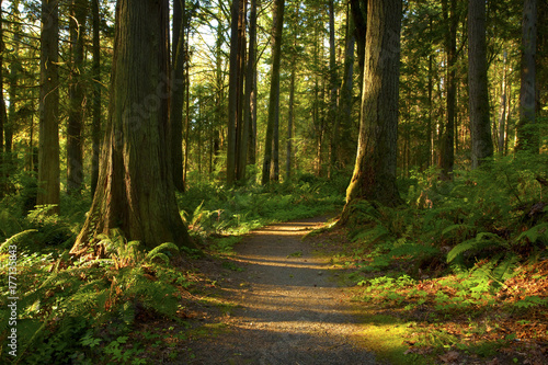 a picture of an Pacific Northwest forest trail