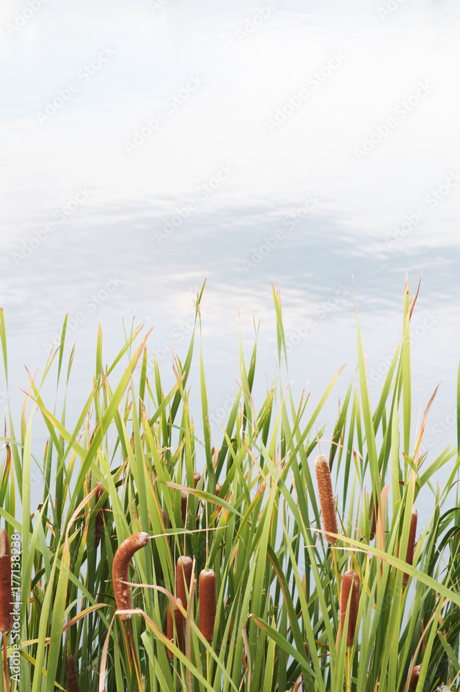 Tall Grass Lake Background Tall Grass Lake Background