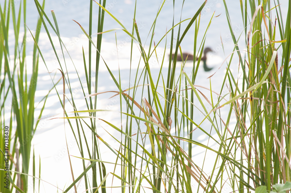 Obraz premium Tall Grass Duck Background