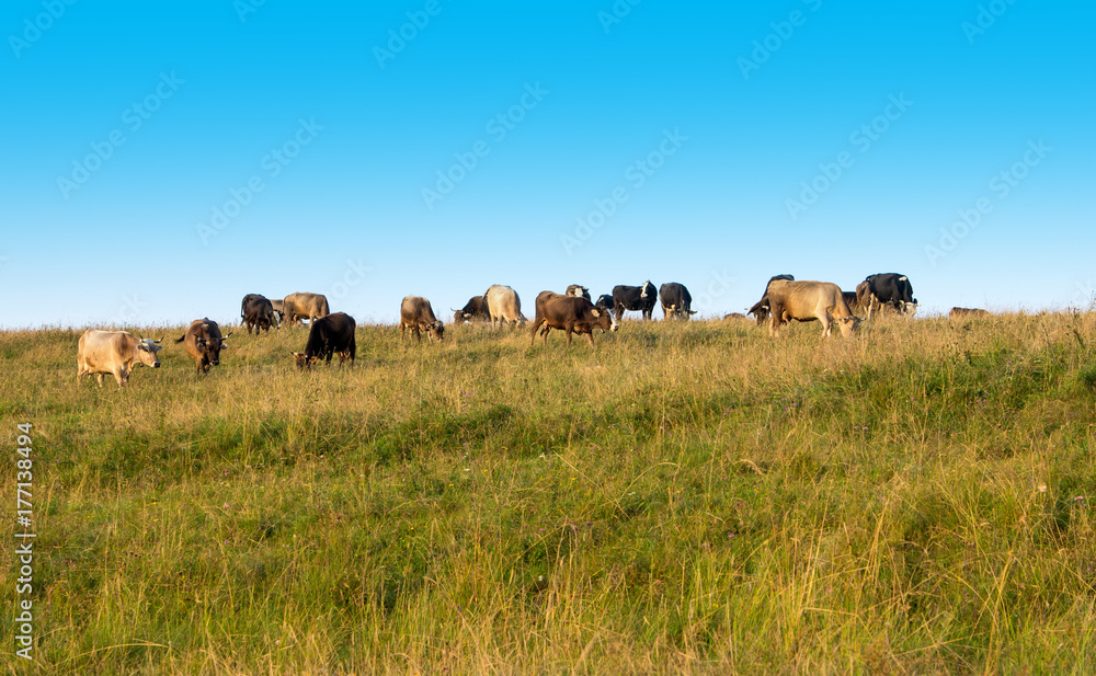 Cows graze in the field.