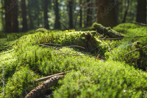 sunny forest scenery