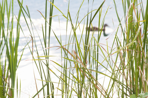 Tall Grass Duck Background