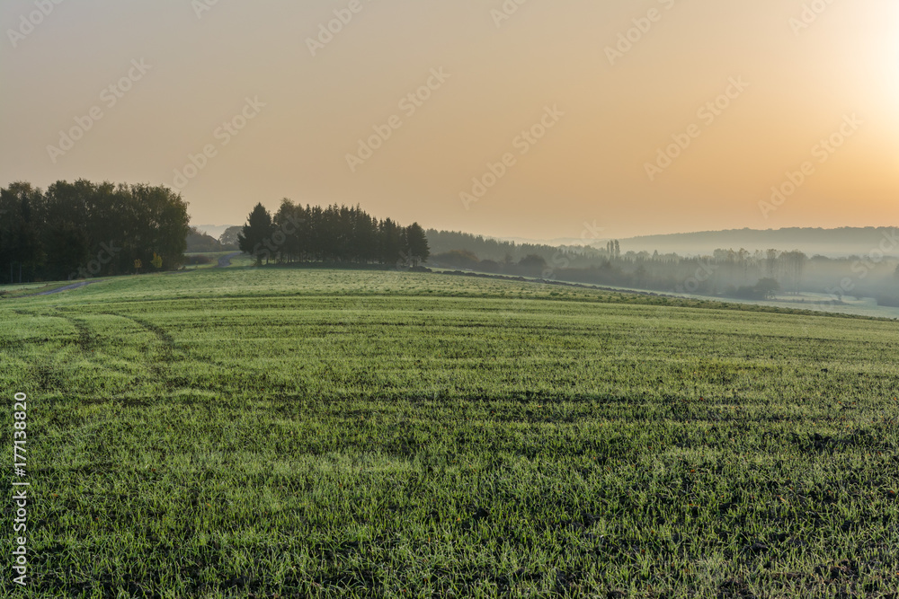 French countryside - Lorraine. French countryside at sunrise with fog and some firs in the foreground.