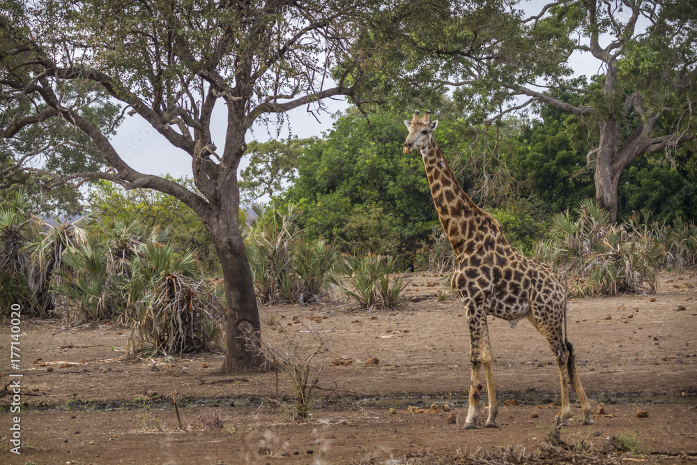 Obraz premium Giraffe in Kruger National park, South Africa