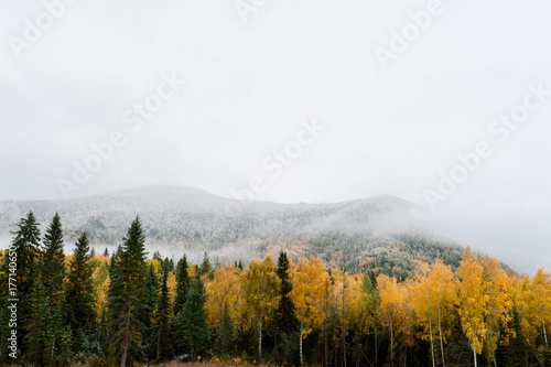 larch and fir on a background of snow-capped mountains