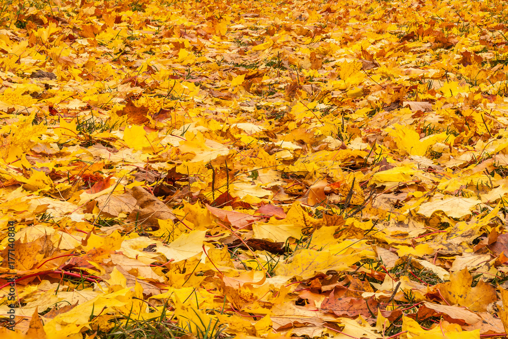 a lot of maple leaves. the leaves on the grass. the background of their autumn leaves. a lot of maple leaves. the leaves on the grass. the background of their autumn leaves.